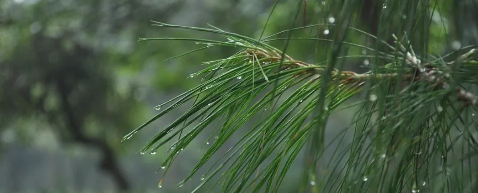 Indomet pronostica escasas lluvias y posibles truenos para este sábado