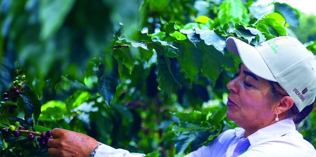 Más variedad y mejor manejo duplican las cosechas del café