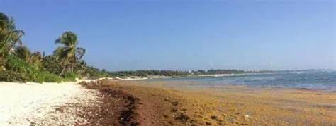 Sargazo playas preocupa RD; una potencia turística caribeña