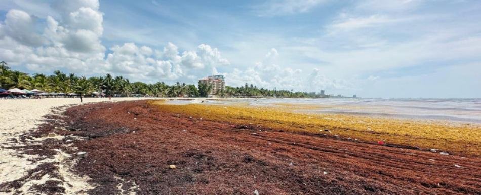 Investigan uso del sargazo para generar biodiesel, alcohol y biogás