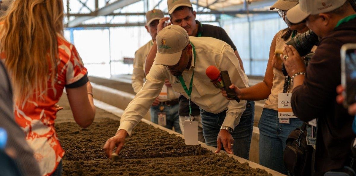 Programa pretende la revitalización del café