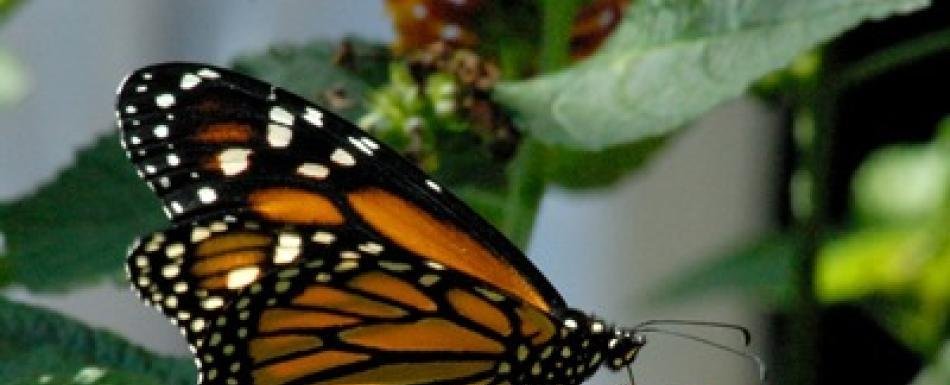 Altas temperaturas pueden afectar estabilidad de las mariposa monarca