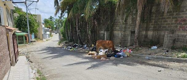 Animales sueltos: problema mortal sin freno en las vías