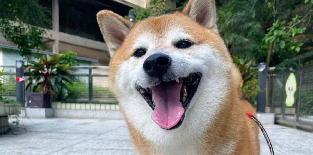 El meme como arma política: identidad, humor y dopamina