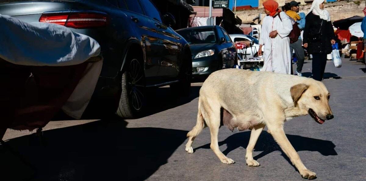 Marrueco se dispone a eliminar de las calles unos tres millones de perros de cara al Mundial de 2030