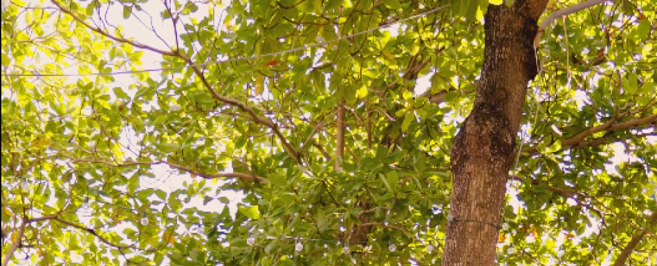 Amar la patria: formando desde una mirada crítica y contemporánea