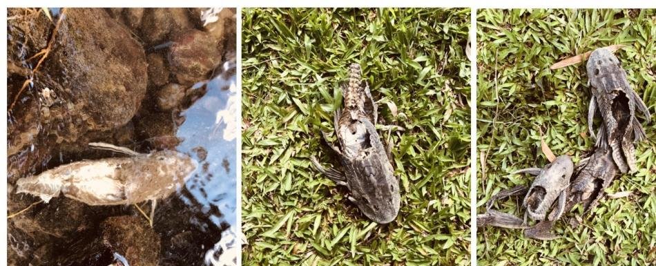 ¿Se está consumiendo “pleco” en República Dominicana?